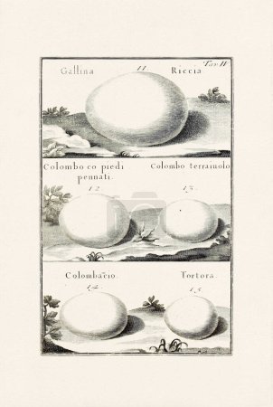 Vogeleier Illustration: Eine zarte ornithologische Tuschezeichnung, die die Eier verschiedener Vogelarten beschreibt. Dies ist eine alte Illustration aus einem italienischen Buch aus dem Jahr 1737.