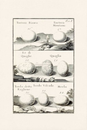 Foto de Bird Eggs Illustration: Un delicado dibujo de tinta ornitológica que describe los huevos de diferentes especies de aves. Esta es una vieja ilustración de un libro italiano publicado en 1737. - Imagen libre de derechos
