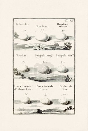 Vogeleier Illustration: Eine zarte ornithologische Tuschezeichnung, die die Eier verschiedener Vogelarten beschreibt. Dies ist eine alte Illustration aus einem italienischen Buch aus dem Jahr 1737.