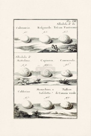 Bird Eggs Illustration: A delicate ornithological ink drawing describing the eggs of different bird species. This is an old illustration from an Italian book published in 1737.