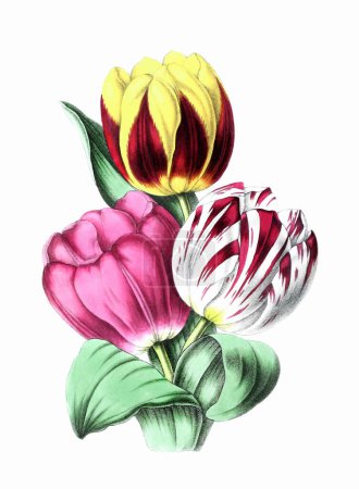 Colorful Flowers: A vintage-style flower illustration. Digital watercolor on a white background.
