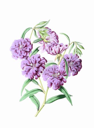 Fleurs colorées : Une illustration de fleurs de style vintage. Aquarelle numérique sur fond blanc.