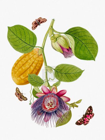 Vibrant botanical illustration featuring flowers, fruits, and butterflies. The digital watercolor style adds a vintage touch, set against a textured white background.