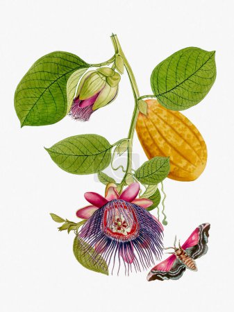 Lebendige botanische Illustration mit Blumen, Früchten und Schmetterlingen. Der digitale Aquarell-Stil verleiht vor einem strukturierten weißen Hintergrund einen Vintage-Touch.