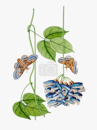 Vibrante ilustración botánica con flores, frutas y mariposas. El estilo acuarela digital añade un toque vintage, situado sobre un fondo blanco texturizado.