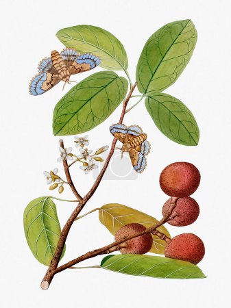 Lebendige botanische Illustration mit Blumen, Früchten und Schmetterlingen. Der digitale Aquarell-Stil verleiht vor einem strukturierten weißen Hintergrund einen Vintage-Touch.