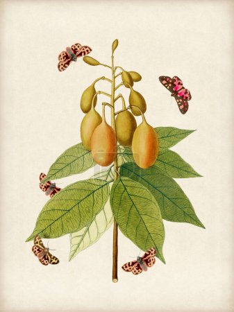 Lebendige botanische Illustration mit Blumen, Früchten und Schmetterlingen. Der digitale Aquarell-Stil verleiht vor rustikalem beigem Hintergrund einen Vintage-Touch.