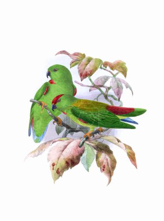 Vogelkunst. Vintage inspirierte Vogelillustration. Digitale Aquarellmalerei. Dieses Kunstwerk eignet sich hervorragend für Design, Postkarten, Stoffe, Druck, Hochzeitseinladungen und Tapeten.