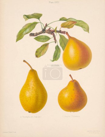 Ilustración Vintage Pera. Arte Botánico de un libro que contiene figuras de colores y descripciones de los tipos más estimados de manzanas y peras. Alrededor de 1880