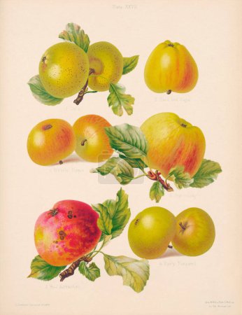 Ilustración Vintage Apple. Arte Botánico de un libro que contiene figuras de colores y descripciones de los tipos más estimados de manzanas y peras. Alrededor de 1880