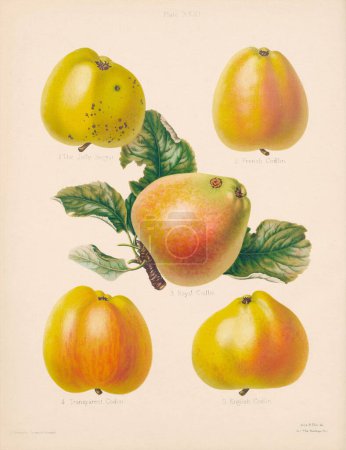 Illustration Apple vintage. Botanical Art d'un livre contenant des figures colorées et des descriptions des sortes les plus estimées de pommes et de poires. Vers 1880