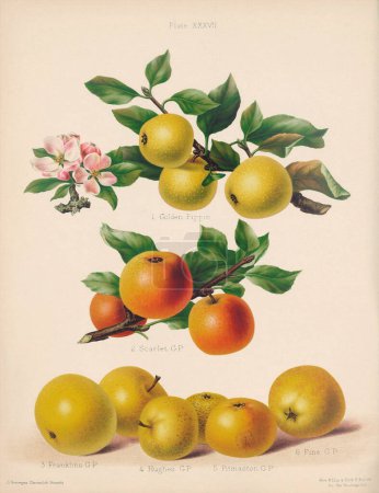 Vintage Apple illustration. Botanische Kunst aus einem Buch mit farbigen Abbildungen und Beschreibungen der wertvollsten Äpfel und Birnen. Um 1880
