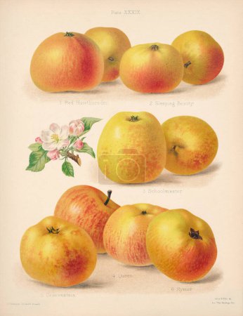 Ilustración Vintage Apple. Arte Botánico de un libro que contiene figuras de colores y descripciones de los tipos más estimados de manzanas y peras. Alrededor de 1880