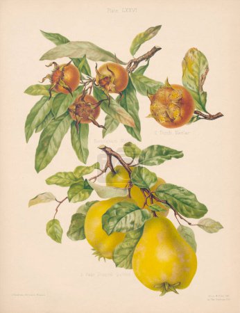 Illustration de poire vintage. Botanical Art d'un livre contenant des figures colorées et des descriptions des sortes les plus estimées de pommes et de poires. Vers 1880