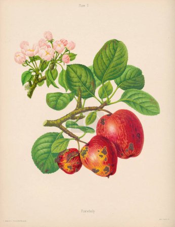 Illustration Apple vintage. Botanical Art d'un livre contenant des figures colorées et des descriptions des sortes les plus estimées de pommes et de poires. Vers 1880
