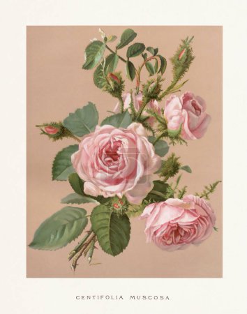 Vintage Rose Illustration. Exquisite 19th-century watercolor illustration of Roses on a soft beige backdrop. Captivating vintage artwork circa 1880, perfect for adding a touch of timeless elegance to your projects.