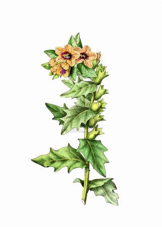 Plante à fleurs colorées : Henbane. Une illustration botanique de style vintage. Aquarelle numérique sur fond blanc.