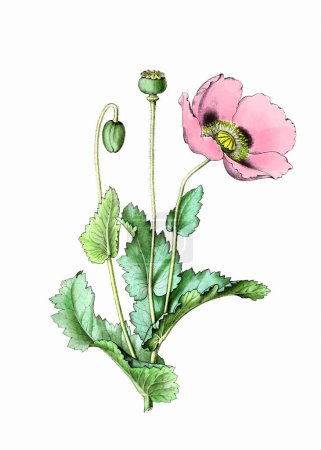 Plante à fleurs colorées : Opium Poppy. Une illustration botanique de style vintage. Aquarelle numérique sur fond blanc.