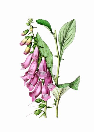 Plante à fleurs colorées : Foxglove. Une illustration botanique de style vintage. Aquarelle numérique sur fond blanc.