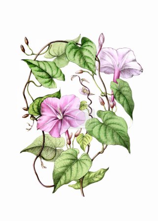 Colorful Blooming Plant: Ipomea. A vintage-style botanical illustration. Digital watercolor on a white background.