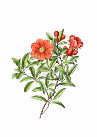 Plante à fleurs colorées : Grenade. Une illustration botanique de style vintage. Aquarelle numérique sur fond blanc.