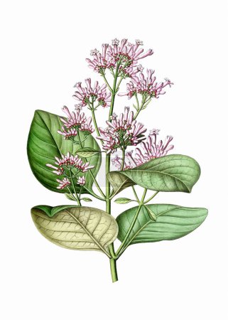 Plante à fleurs colorées : Cinchona rouge. Une illustration botanique de style vintage. Aquarelle numérique sur fond blanc.