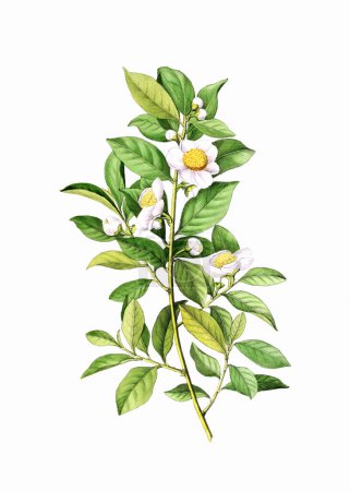 Plante à fleurs colorées : Plante de thé. Une illustration botanique de style vintage. Aquarelle numérique sur fond blanc.