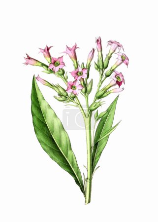 Plante à fleurs colorées : Plante de tabac. Une illustration botanique de style vintage. Aquarelle numérique sur fond blanc.