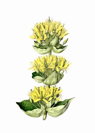 Plante à fleurs colorées : Gentiane jaune. Une illustration botanique de style vintage. Aquarelle numérique sur fond blanc.