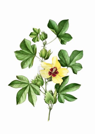 Usine à fleurs colorées : Usine de coton. Une illustration botanique de style vintage. Aquarelle numérique sur fond blanc.