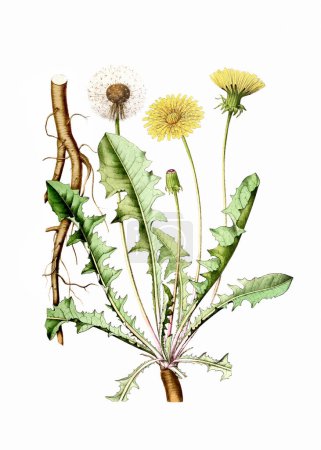 Plante à fleurs colorées : Pissenlit. Une illustration botanique de style vintage. Aquarelle numérique sur fond blanc.