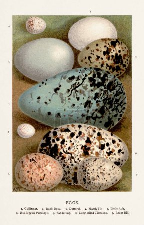 Photo for Vintage illustration of wild bird eggs. 19th-century bird art. - Royalty Free Image