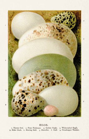 Photo for Vintage illustration of wild bird eggs. 19th-century bird art. - Royalty Free Image