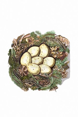 Photo for Beautiful Nest and Eggs illustration. Vintage-style Digital Painting on a White Background. - Royalty Free Image