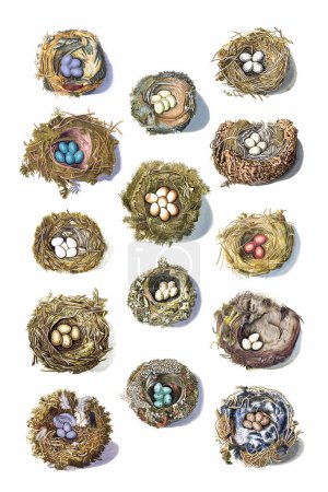 Photo for Beautiful Collection of Colorful Nests and Eggs from a Variety of Birds. Vintage-style Digital Painting on a White Background. - Royalty Free Image