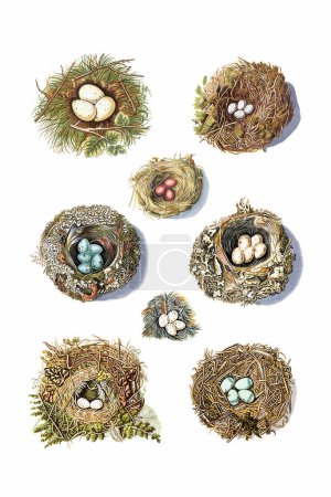 Photo for Beautiful Collection of Colorful Nests and Eggs from a Variety of Birds. Vintage-style Digital Painting on a White Background. - Royalty Free Image