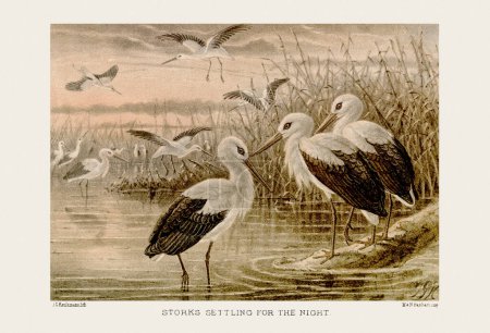 Photo for Vintage bird illustration in sepia tones from a 19th-century ornithology book - Royalty Free Image