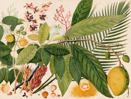 Exquisita ilustración de frutas asiáticas: Una composición vibrante que muestra frutas asiáticas exóticas en un estilo vintage colorido, renderizadas en acuarelas digitales.