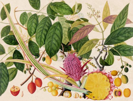 Exquisite Asian Fruit Illustration: Eine lebendige Komposition, die exotische asiatische Früchte in einem farbenfrohen Vintage-Stil in digitalen Aquarellen präsentiert.