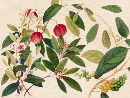 Exquisite Asian Fruit Illustration: Eine lebendige Komposition, die exotische asiatische Früchte in einem farbenfrohen Vintage-Stil in digitalen Aquarellen präsentiert.