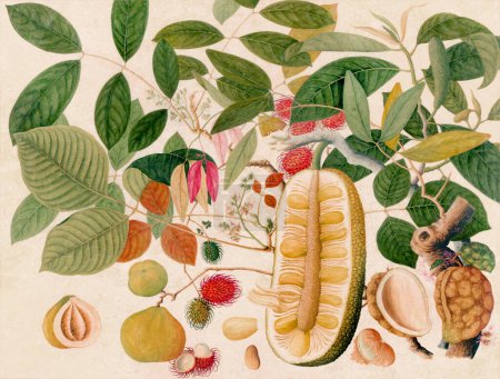 Exquisita ilustración de frutas asiáticas: Una composición vibrante que muestra frutas asiáticas exóticas en un estilo vintage colorido, renderizadas en acuarelas digitales.