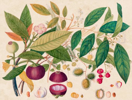 Illustration de fruits asiatiques exquis : Une composition vibrante mettant en valeur des fruits asiatiques exotiques dans un style vintage coloré, rendu dans des aquarelles numériques.