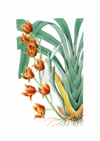 Schöne blühende Orchideenillustration. Digitales Aquarell mit Vintage-Inspiration auf weißem Hintergrund.