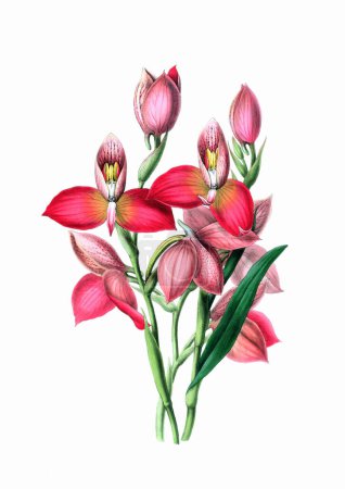 Hermosa ilustración floreciente de la orquídea. Acuarela digital con inspiración vintage sobre un fondo blanco.