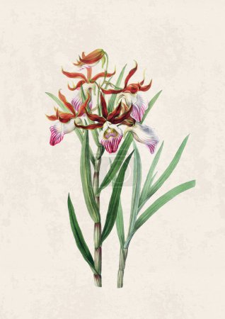 Beautiful blooming orchid illustration. Digital watercolor with vintage inspiration on a grunge beige background.