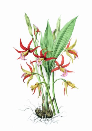 Belle illustration d'orchidée en fleurs. Aquarelle numérique avec inspiration vintage sur fond blanc.