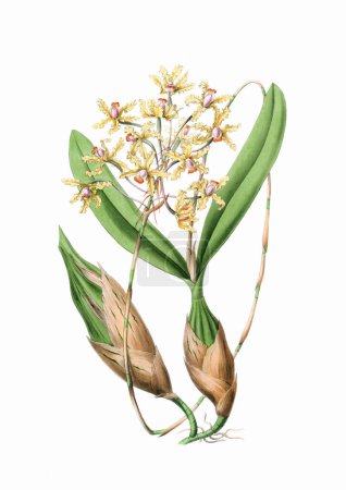 Hermosa ilustración floreciente de la orquídea. Acuarela digital con inspiración vintage sobre un fondo blanco.