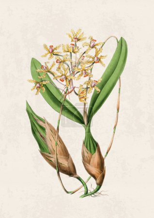 Schöne blühende Orchideenillustration. Digitales Aquarell mit Vintage-Inspiration auf Grunge-Beige-Hintergrund.
