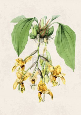 Hermosa ilustración floreciente de la orquídea. Acuarela digital con inspiración vintage sobre un fondo beige grunge.