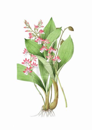 Belle illustration d'orchidée en fleurs. Aquarelle numérique avec inspiration vintage sur fond blanc.